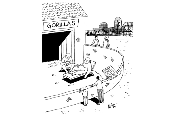 Gorilla