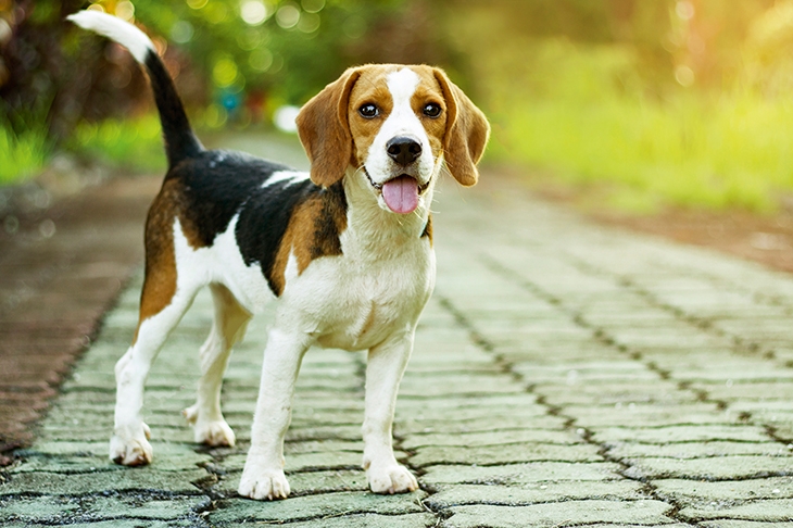 es snoopy un beagle