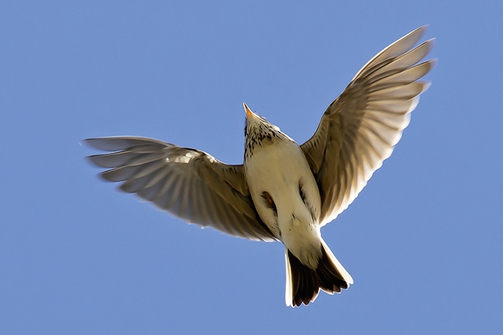 nightingale bird flying