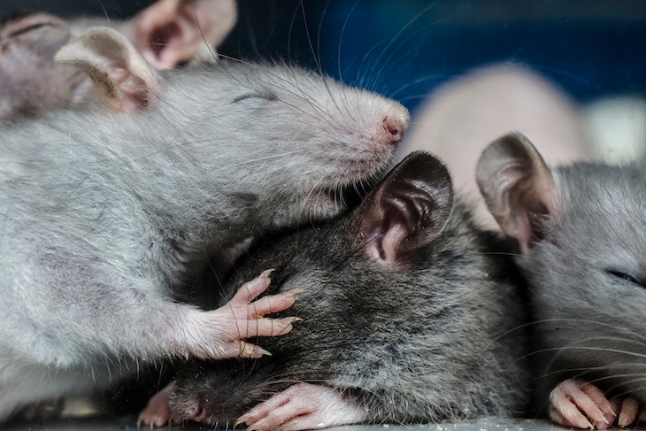 Love rats | The Spectator