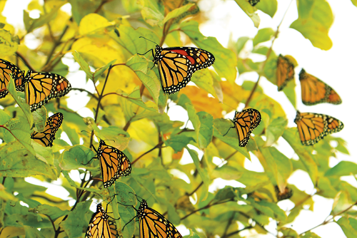 The sex life of the Monarch butterfly is positively wild The