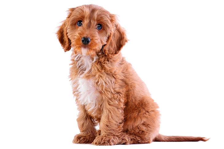 Cockapoo sales average price