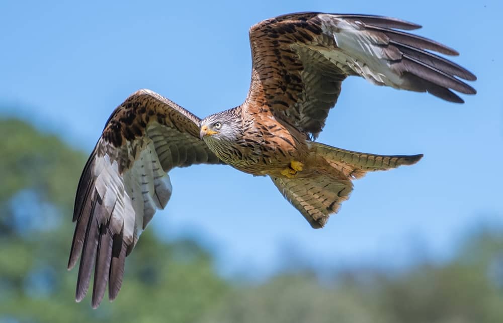 Britain's birds of prey are back from the brink of extinction