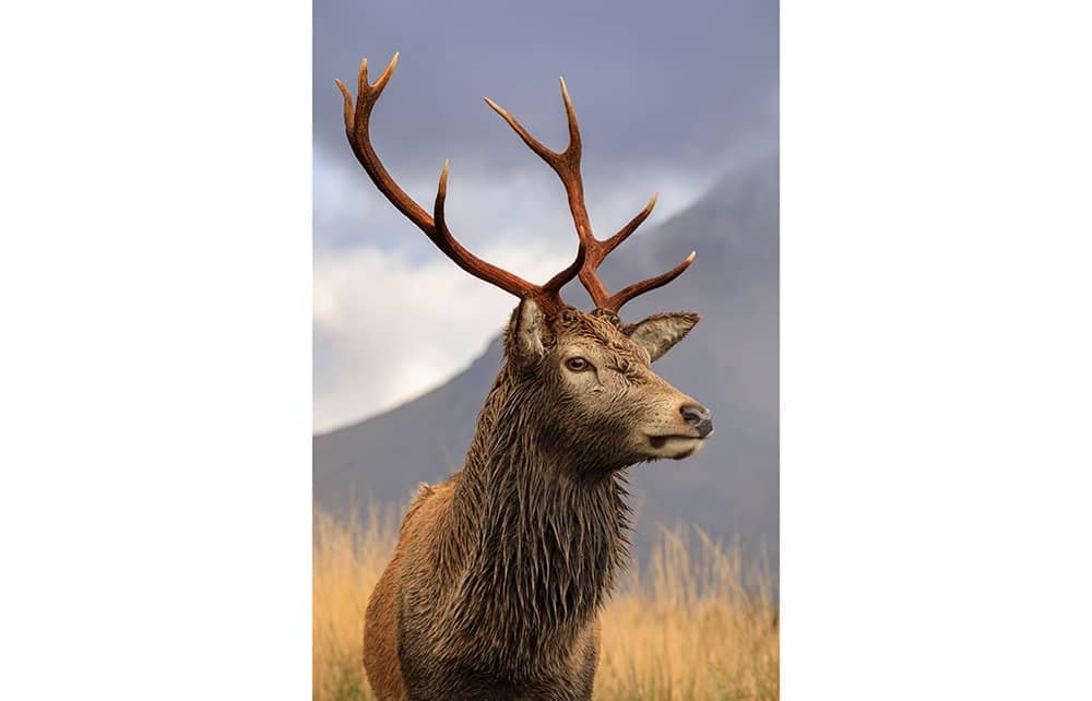 What an American Hunter Learned from a Scottish Red Deer Cull