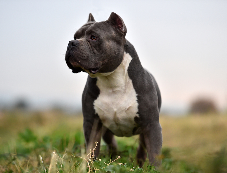 Which dog breeds are already illegal in the UK? Animal charities