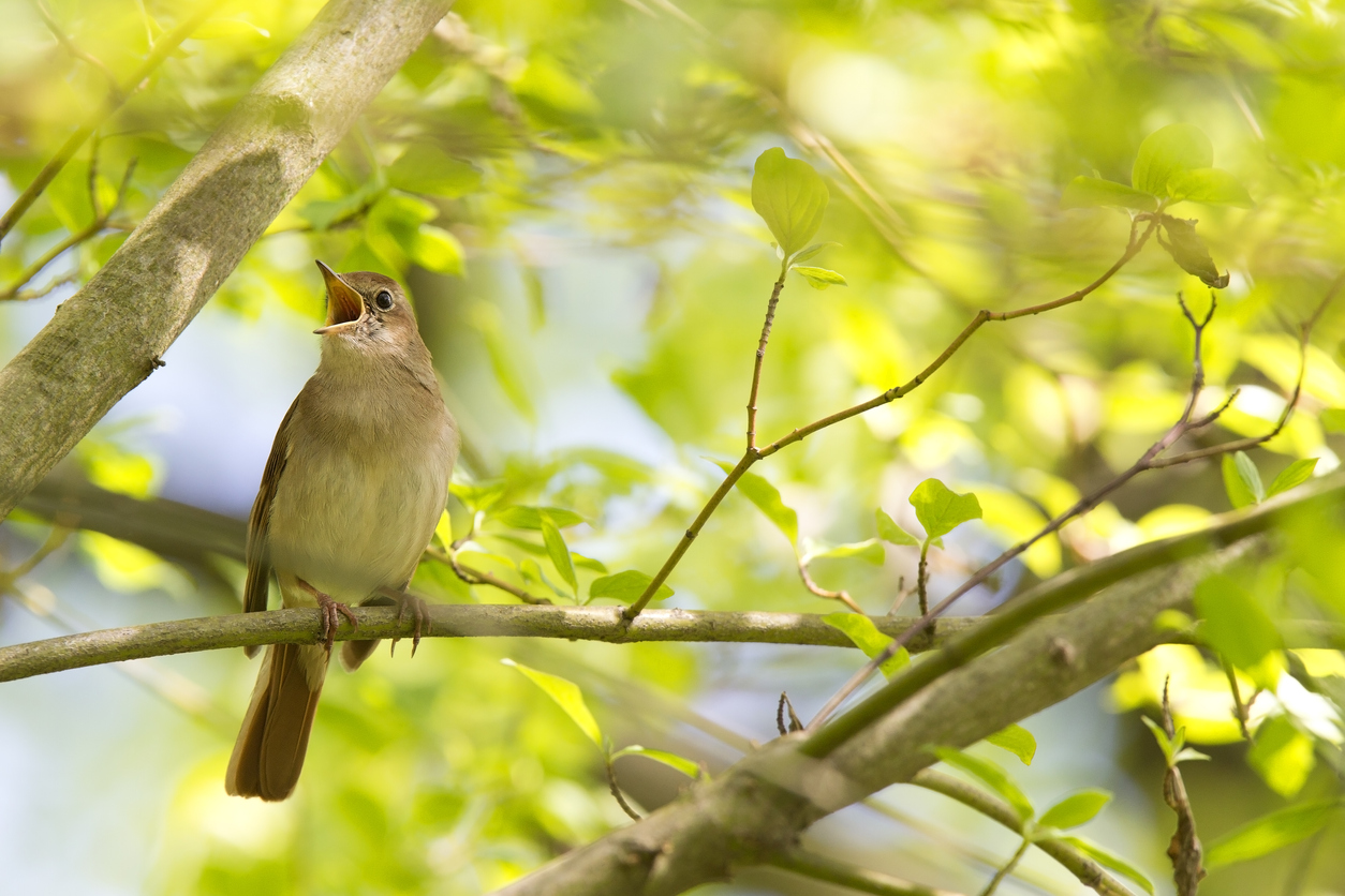 Nightingale singing, The best bird song in the world