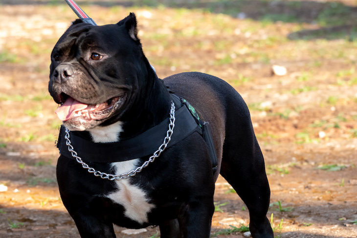 american bulldog ban: American XL Bully dog breed banned in UK and Wales -  The Economic Times