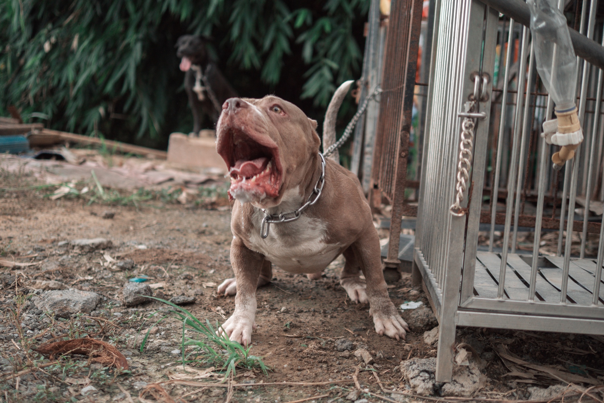 What is an American XL bully and why are they being banned?