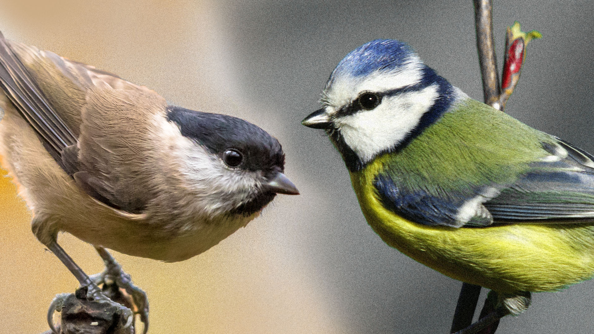 Blue tits vs willow tits: a lesson in subsidies | The Spectator