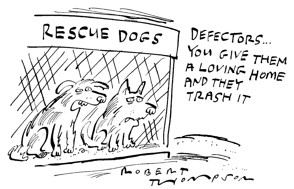 Rescue dogs